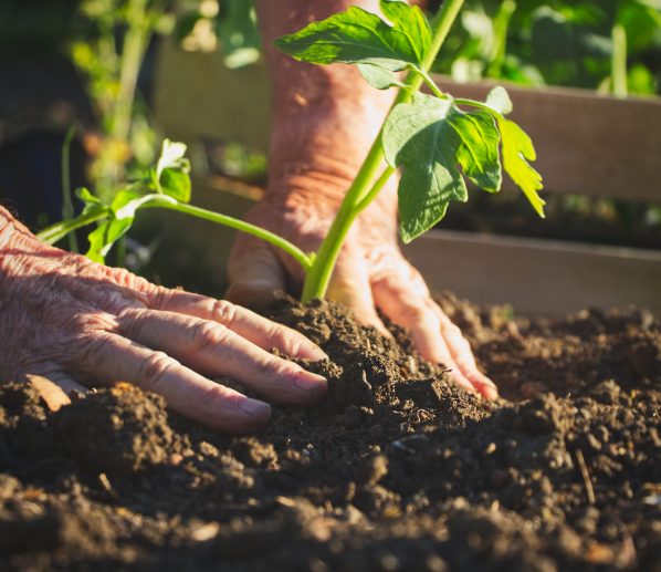 Old farmer planting tomatoes seedling in organic garden Gardening young plant into bed.